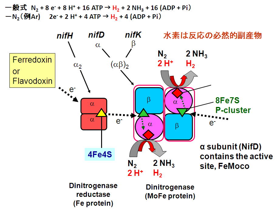 Nitrogen fixation and Hydrogen production by nitrogenase