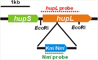 Disruption of HupL gene