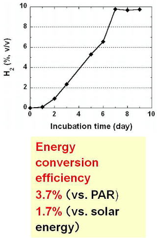 Energy conversion efficiency of the mutant reach to 1.7%