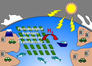 洋上で大規模にシアノバクテリアを培養。太陽光を利用した光合成により窒素固定を行い、同時に水素が生産される。