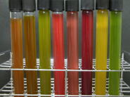 Color variation of photosynthetic bacteria